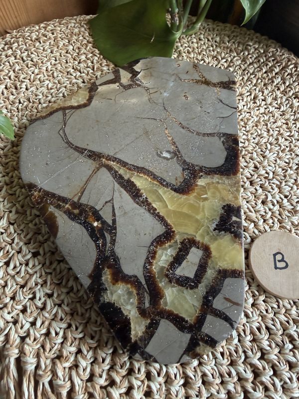 Septarian skive (#56)