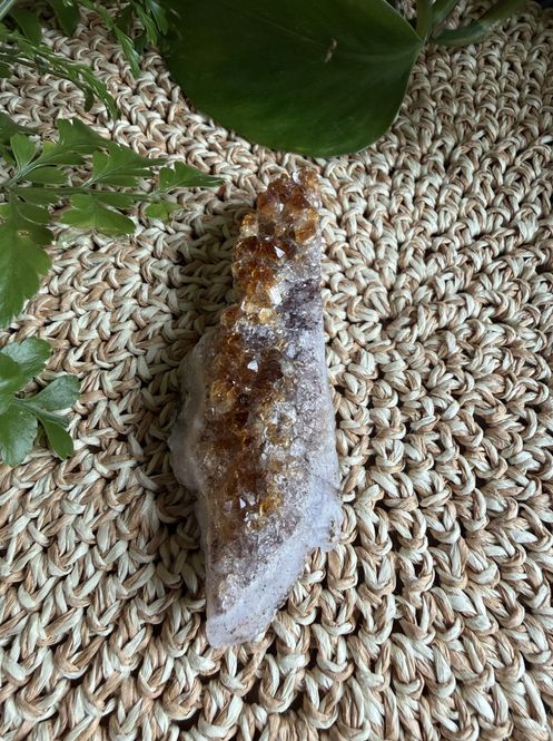 Hovedbilde Citringruppe, liten